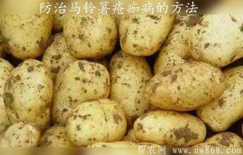 馬鈴薯種植與防病——防治馬鈴薯瘡痂病的方法