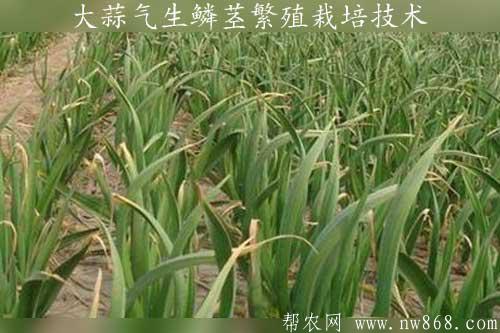 大蒜種植方法——大蒜氣生鱗莖繁殖栽培技術