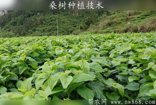 桑樹種植過程中一步成園技術及嫁接管理方法