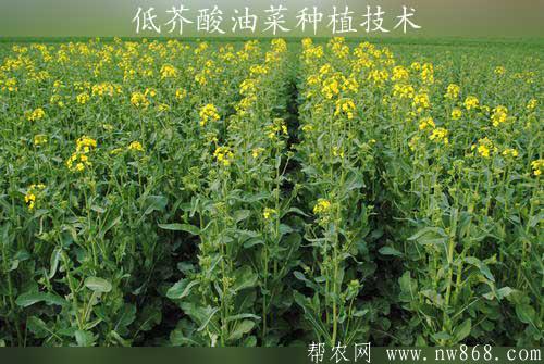 低芥酸油菜種植技術和管理方法