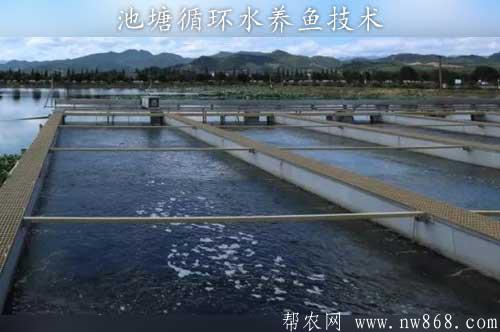池塘循環水養魚技術是如何實現的？
