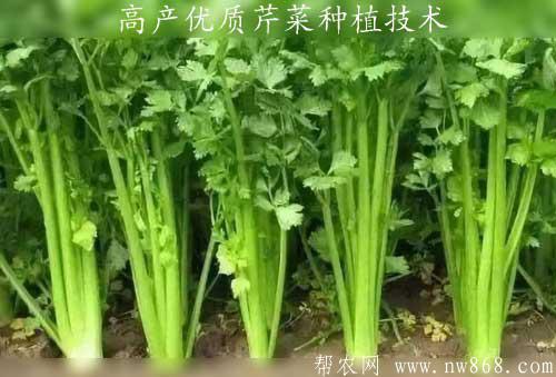 高產優質芹菜種植技術|白骨空心芹菜良種介紹