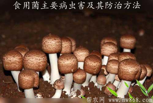 食用菌主要病蟲害及其防治方法