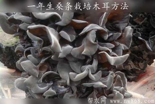 一年生桑條栽培木耳方法