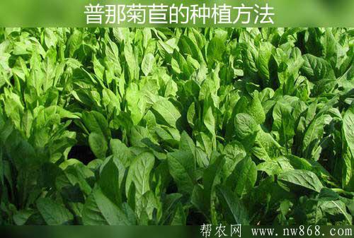普那菊苣是什么東西|普那菊苣的種植方法