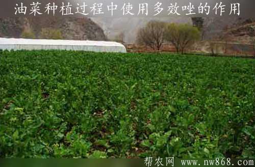 油菜種植過程中使用多效唑的作用