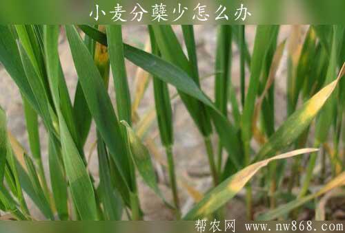小麥種植經驗——小麥分蘗少怎么辦?