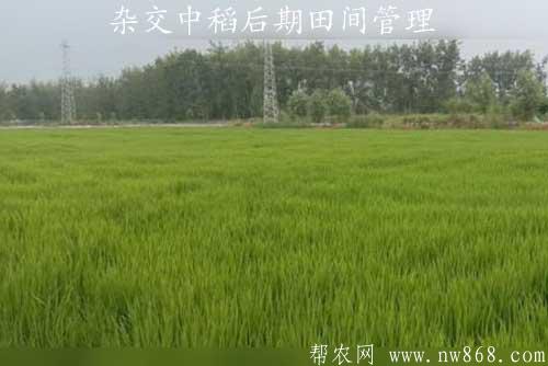 水稻種植經驗——雜交中稻后期田間管理