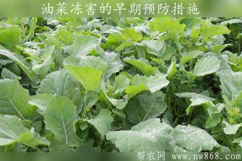 油菜種植技術——油菜凍害的早期預防措施