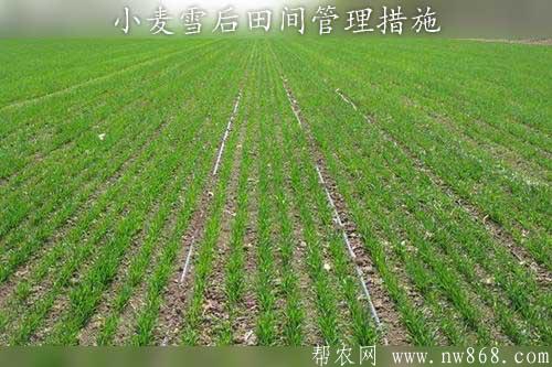 小麥種植經驗：小麥雪后田間管理措施