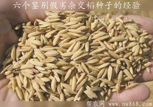 六個鑒別假劣雜交稻種子的經驗