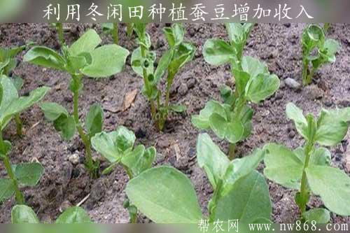 如何利用冬閑田種植蠶豆增加收入