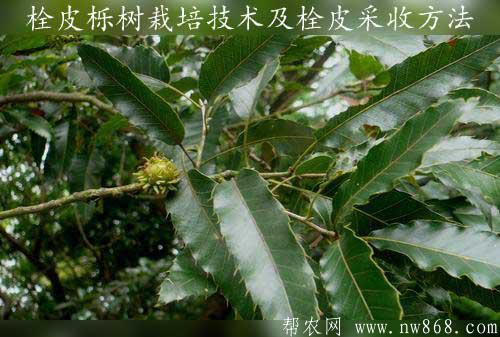 栓皮櫟樹栽培技術及栓皮采收方法