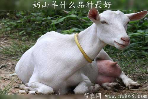 奶山羊什么品種最好|沙能奶山羊特征有哪些