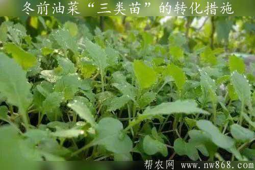 油菜種植經驗分享——冬前油菜“三類苗”的轉化措施