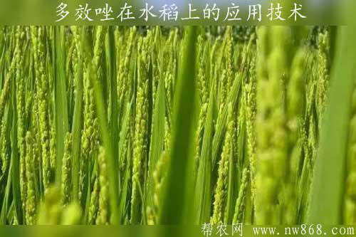 植物生長調節劑多效唑在水稻上的應用技術