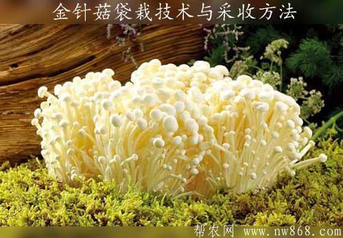 金針菇袋栽技術(shù)與采收方法