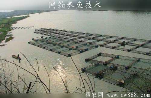 利用網(wǎng)箱養(yǎng)魚技術(shù)需要注意哪些問題