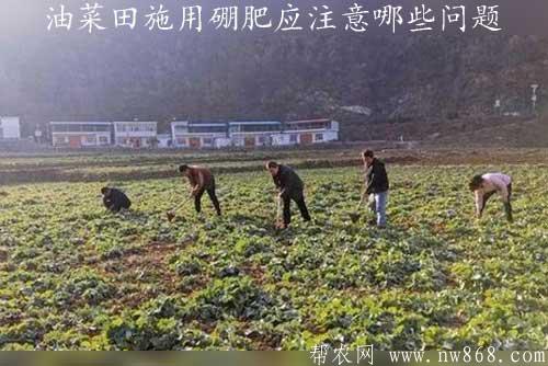 油菜田施用硼肥應(yīng)注意哪些問題