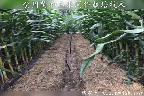 食用菌和玉米間作栽培技術