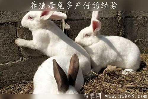 兔子怎么養賺錢多？養殖母兔多產仔的經驗