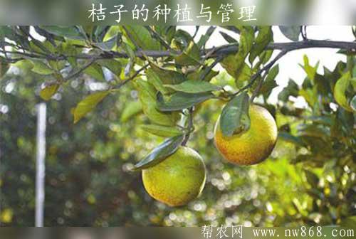 桔子的種植與管理——桔園擴穴改土效果好