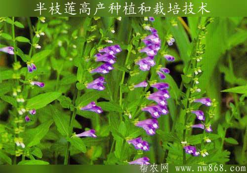 半枝蓮高產(chǎn)種植和栽培技術(shù)