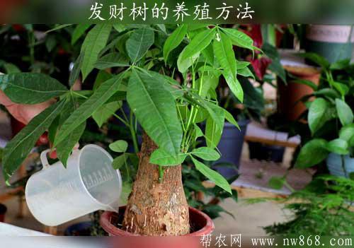 發財樹的養殖方法和注意事項有哪些