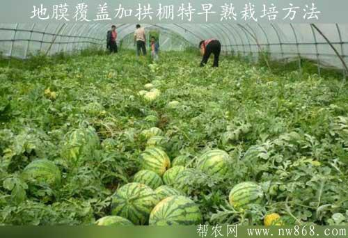 西瓜種植技術——地膜覆蓋加拱棚特早熟栽培方法
