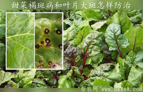 甜菜種植環境發生褐斑病和葉片大斑怎樣防治