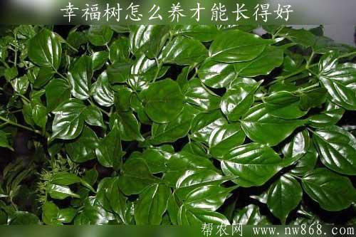 幸福樹是什么？幸福樹怎么養才能長得好