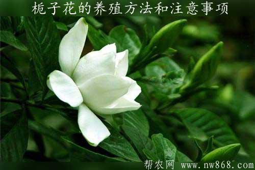 梔子花的養(yǎng)殖方法和注意事項(xiàng)是什么