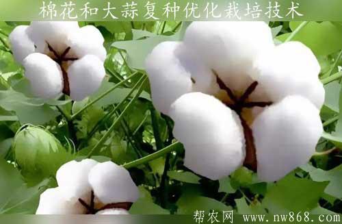 棉花和大蒜復(fù)種優(yōu)化栽培技術(shù)