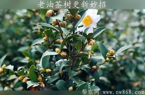油茶樹種植管理經(jīng)驗(yàn)——老油茶樹更新妙招