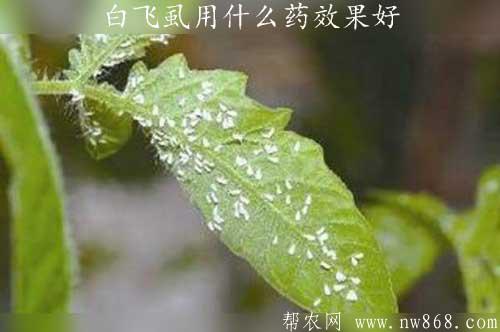 白飛虱用什么藥效果好？怎樣防治