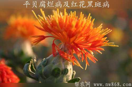 種植與防病：平貝腐爛病及紅花黑斑病