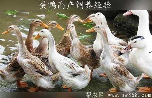 蛋鴨養(yǎng)殖——蛋鴨高產(chǎn)飼養(yǎng)經(jīng)驗