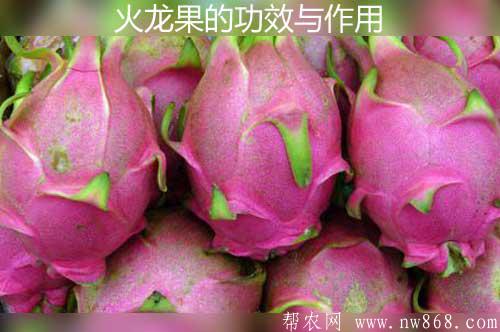 火龍果的功效與作用|火龍果種植栽培方法