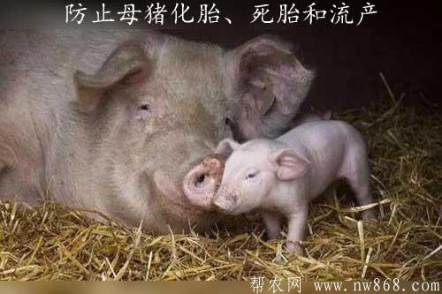 母豬配種及管理——防止母豬化胎、死胎和流產