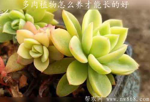 多肉植物怎么養才能長的好？用什么土最好