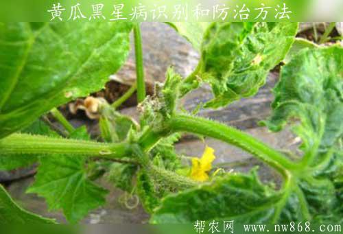 黃瓜黑星病識別和防治方法