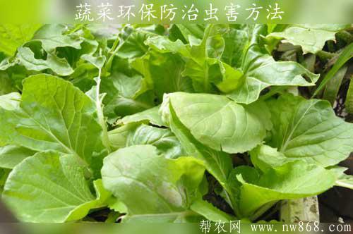 蔬菜環保防治蟲害方法