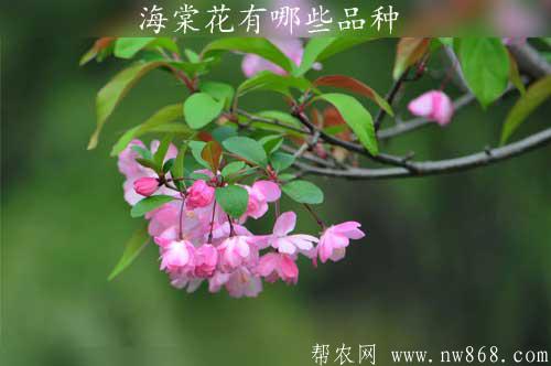 海棠花有哪些品種