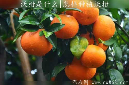沃柑是什么|怎樣種植沃柑
