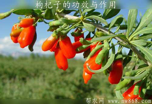 枸杞子的功效與作用有哪些|枸杞子泡水喝的害處是什么