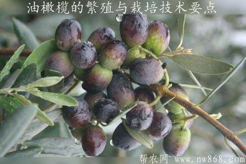 油橄欖的繁殖與栽培技術要點