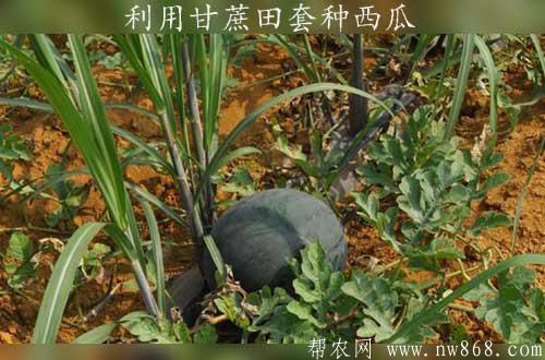 利用甘蔗田套種西瓜增值方法