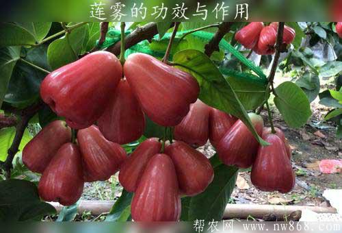 蓮霧的功效與作用及蓮霧種植修剪方法