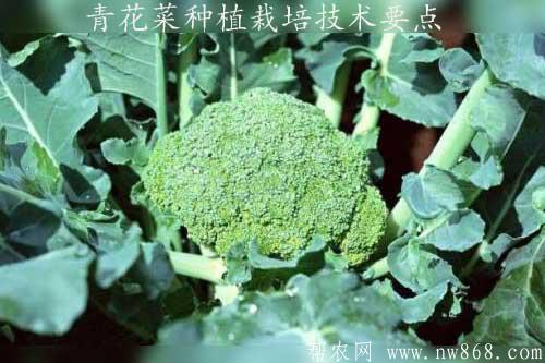 青花菜種植栽培技術要點