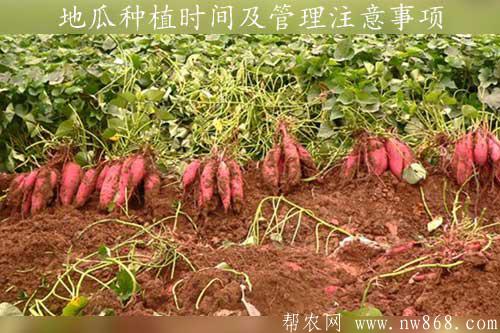 地瓜種植時間及管理注意事項